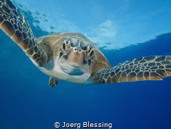 Curious green turtle by Joerg Blessing 